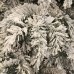 Різдвяний вінок Black Box Trees Dinsmore Frosted 45 см (8718861289022)