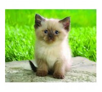 Килимок для мишки Pod Mishkou Сіамський котик