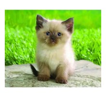 Килимок для мишки Pod Mishkou Сіамський котик